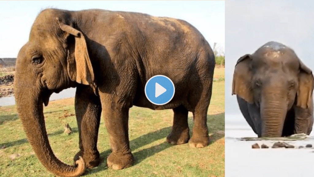 Vatsala Asias oldest elephant aged over 100 dies