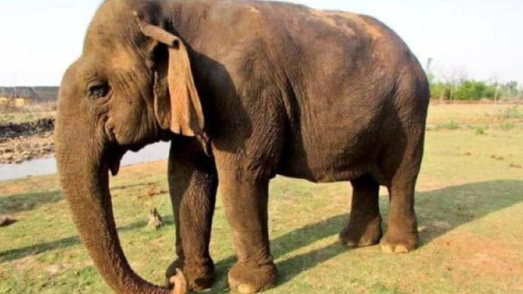 वयाची शंभरी गाठलेल्या आशियातील सर्वाधिक वयाच्या "वत्सला" हत्तीणीचा मृत्यू (छायाचित्र - लोकसत्ता टीम)