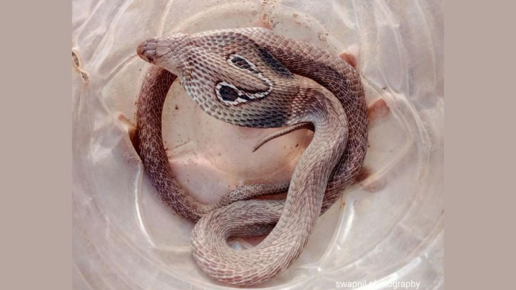 Venomous snake found inside SBI office Manish Nagar Nagpur rescued by snake catchers