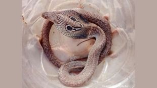 Venomous snake found inside SBI office Manish Nagar Nagpur rescued by snake catchers