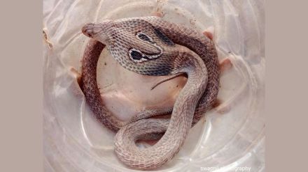 Venomous snake found inside SBI office Manish Nagar Nagpur rescued by snake catchers
