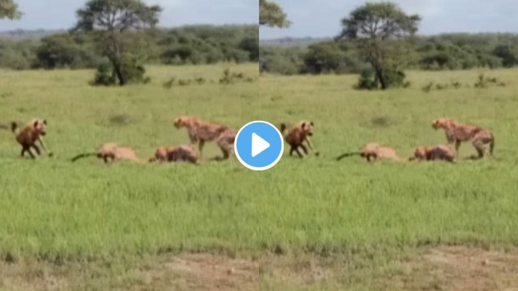 Jungle fight cheetahs vs hyena