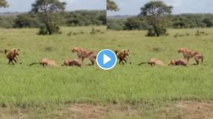 Jungle fight cheetahs vs hyena