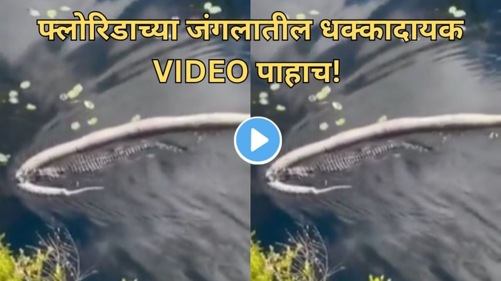 Alligator Vs Python Video