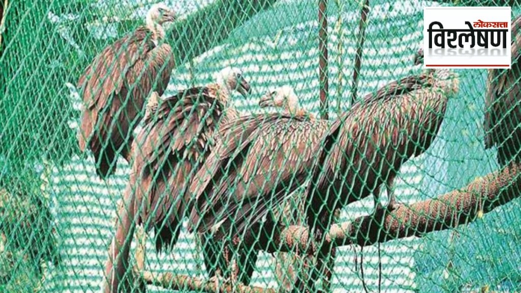 Loksatta explained How come the vulture revival initiative is still slow after five years print exp