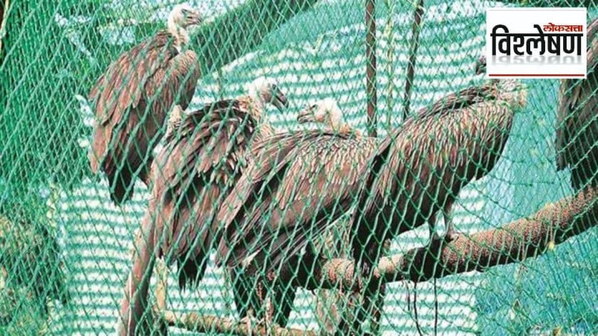 Loksatta explained How come the vulture revival initiative is still slow after five years print exp