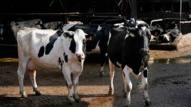 What is Non-Veg Milk Why is sticking point in India
