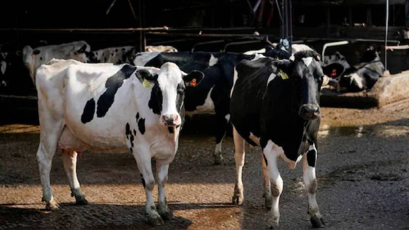 What is Non-Veg Milk Why is sticking point in India