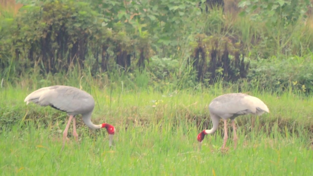 Sarus crane conservation, bird protection Maharashtra, Sarus crane habitat, rare bird species India, bird sanctuary Maharashtra,
