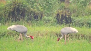 Sarus crane conservation, bird protection Maharashtra, Sarus crane habitat, rare bird species India, bird sanctuary Maharashtra,