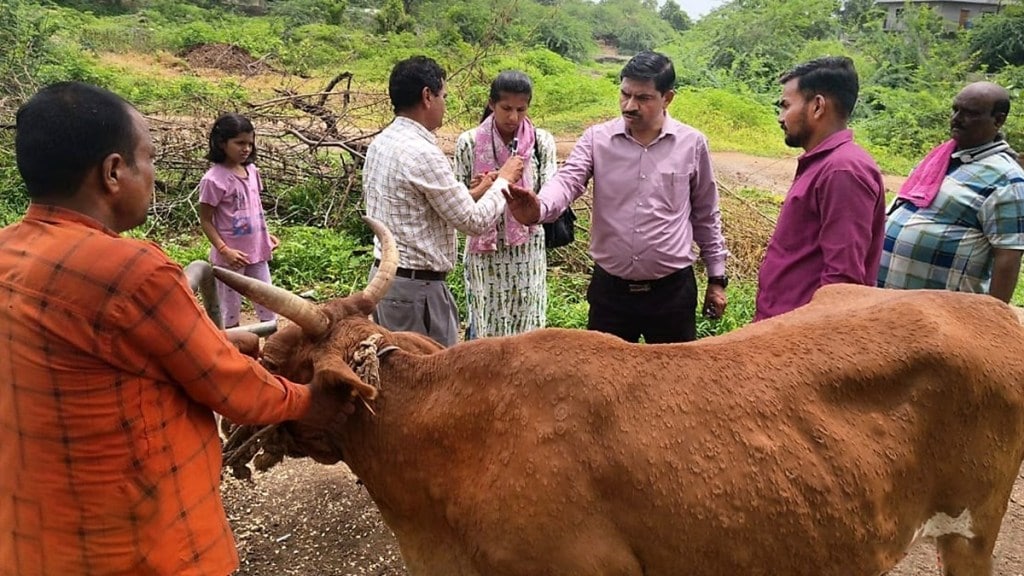 Lumpy skin disease symptoms, Lumpy skin disease treatment, cattle viral infections, preventive vaccination for cattle,