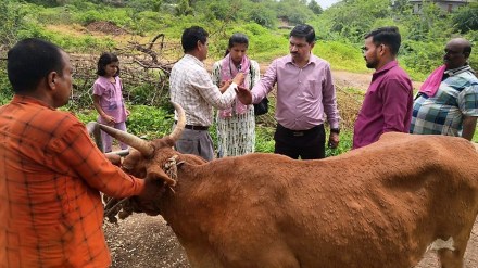 Lumpy skin disease symptoms, Lumpy skin disease treatment, cattle viral infections, preventive vaccination for cattle,