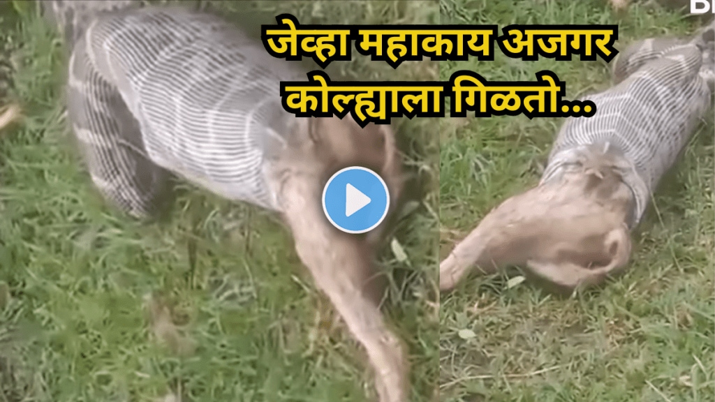 When a giant python swallows a fox