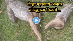 ‘जेव्हा महाकाय अजगर कोल्ह्याला गिळतो!’, Viral Video पाहून काळजाचा उडेल थरकाप