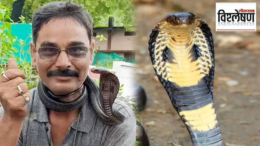 सापांना त्रास देणं, त्यांच्याशी खेळ करणं किंवा स्टंट करणं वन्यजीव संरक्षण कायद्यानुसार दंडनीय गुन्हा आहे.