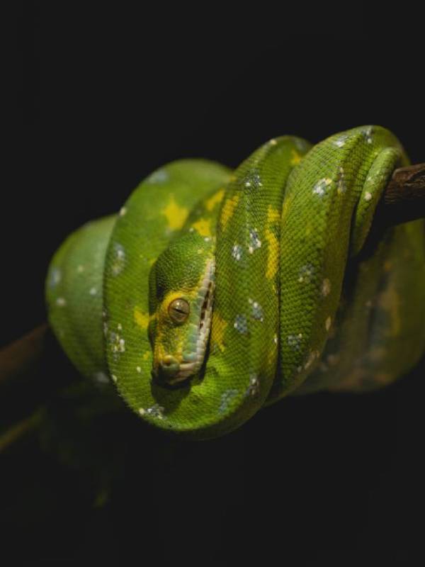 Wild animals, sex and reproduction
