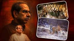 International Tiger Day: उद्धव ठाकरेंनी फोटोग्राफी करताना टिपलेले वाघांचे सर्वोत्तम १३ फोटो