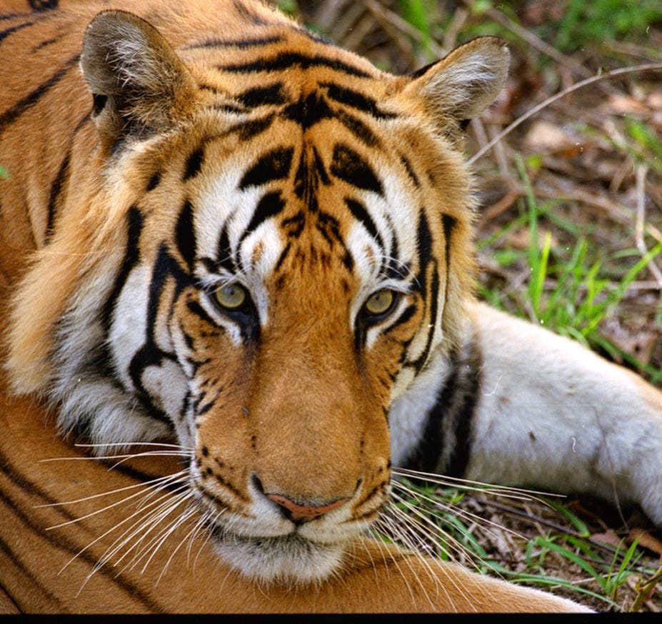 World Tiger Day, jungle king, Uddhav Thackeray Photography