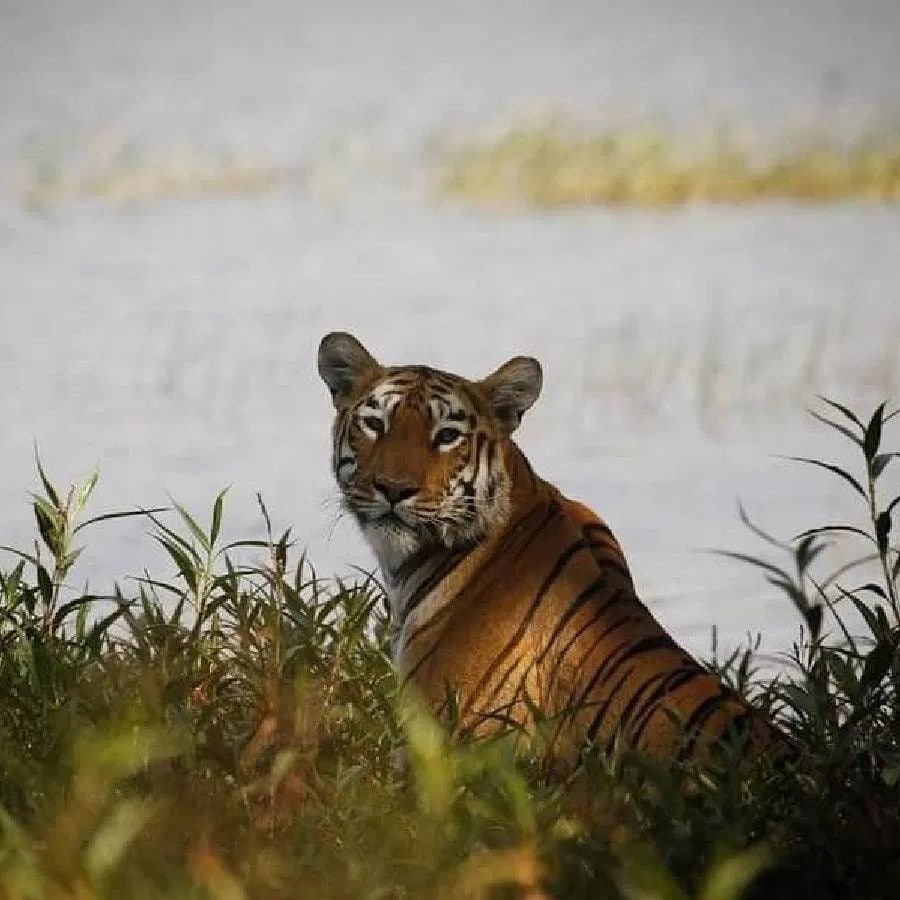 World Tiger Day, jungle king, Uddhav Thackeray Photography