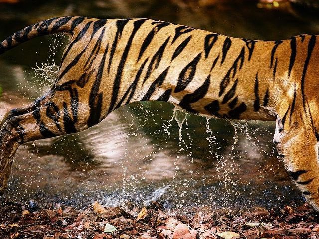 World Tiger Day, jungle king, Uddhav Thackeray Photography