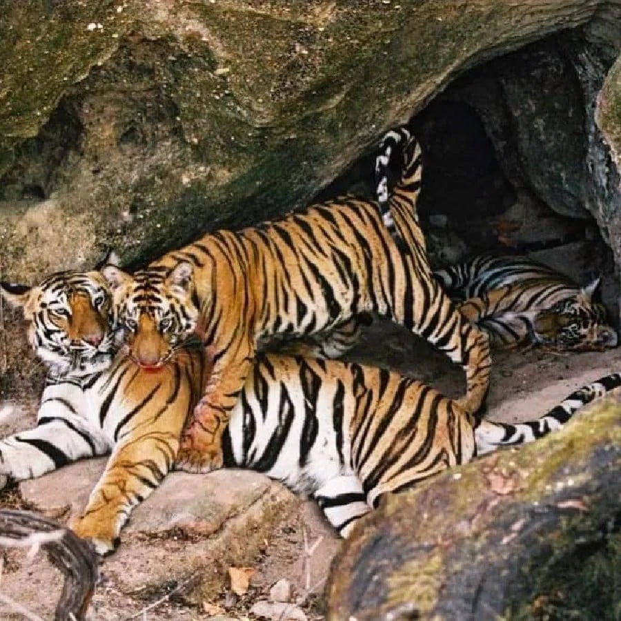 World Tiger Day, jungle king, Uddhav Thackeray Photography
