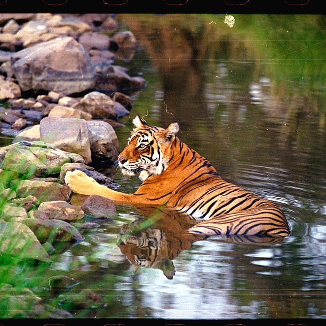 World Tiger Day, jungle king, Uddhav Thackeray Photography