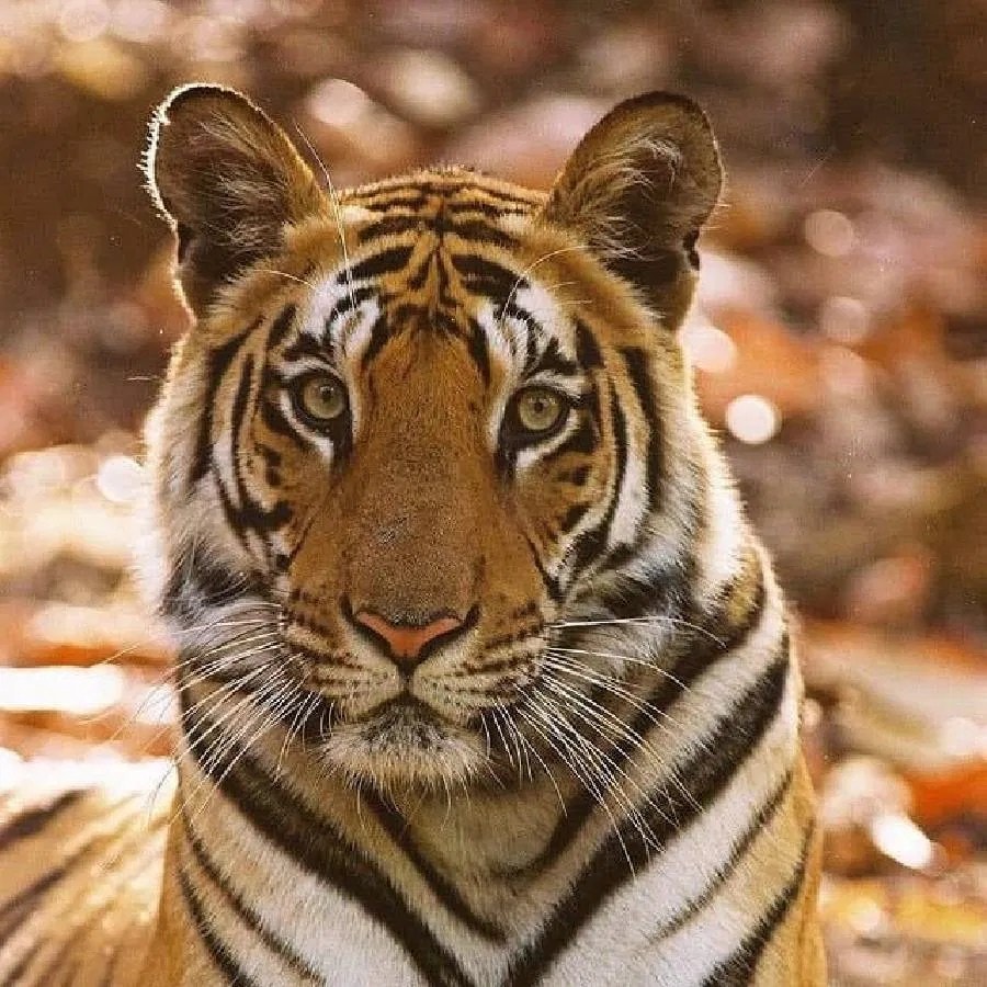 World Tiger Day, jungle king, Uddhav Thackeray Photography