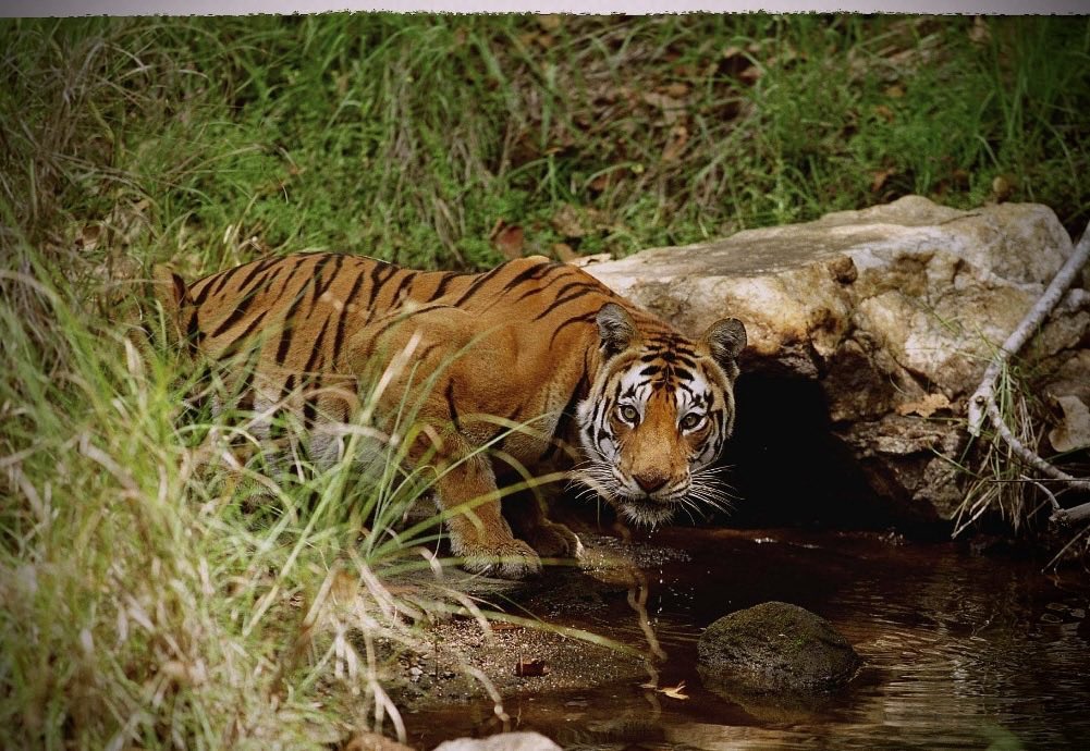 World Tiger Day, jungle king, Uddhav Thackeray Photography