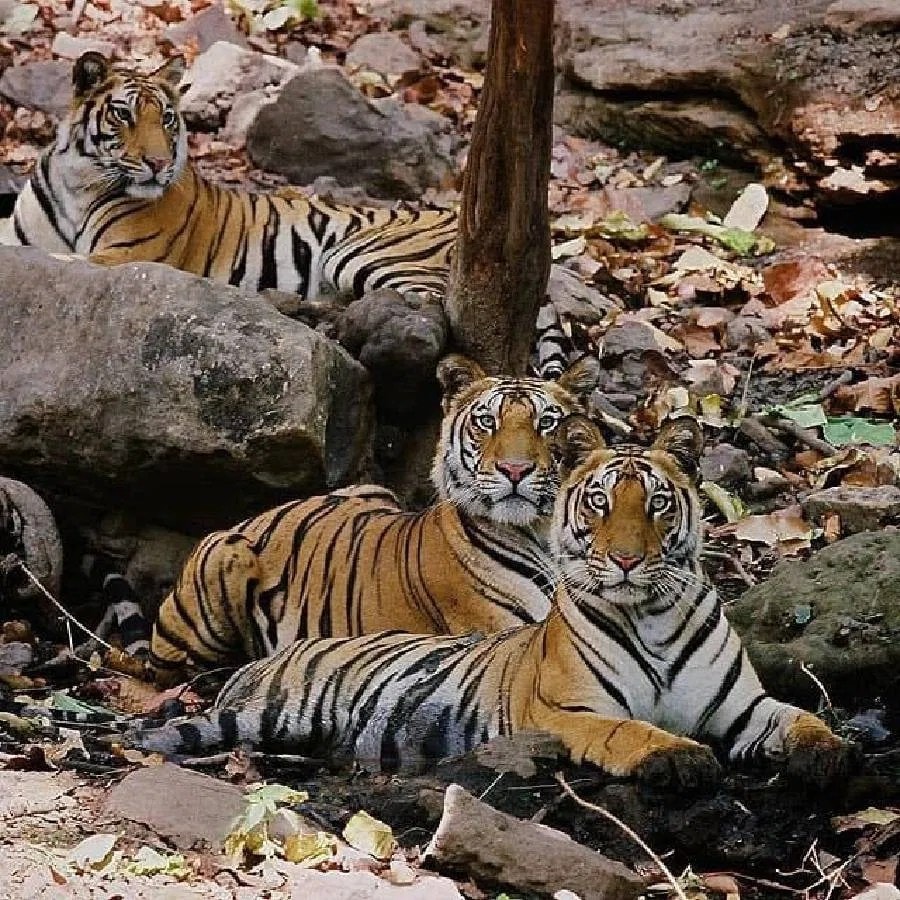 World Tiger Day, jungle king, Uddhav Thackeray Photography