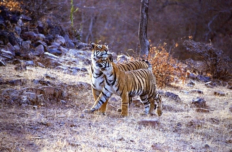 World Tiger Day, jungle king, Uddhav Thackeray Photography