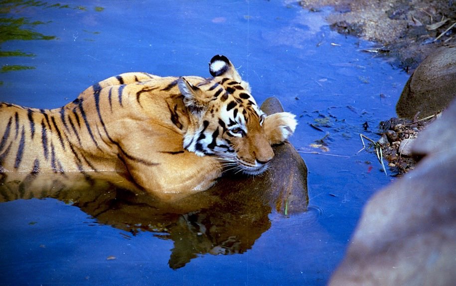 World Tiger Day, jungle king, Uddhav Thackeray Photography