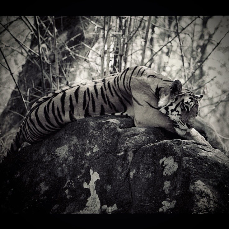 World Tiger Day, jungle king, Uddhav Thackeray Photography