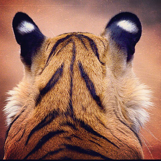 World Tiger Day, jungle king, Uddhav Thackeray Photography