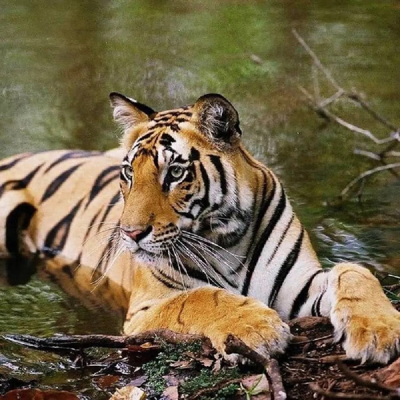 World Tiger Day, jungle king, Uddhav Thackeray Photography