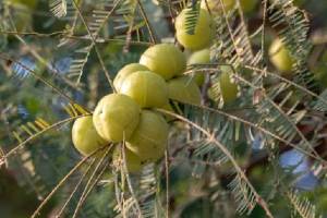 amla health benefits