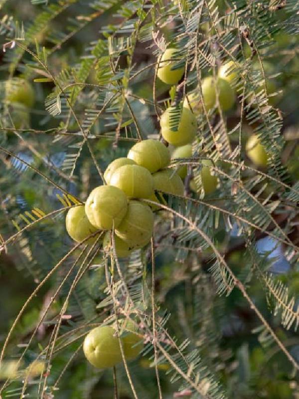 amla health benefits