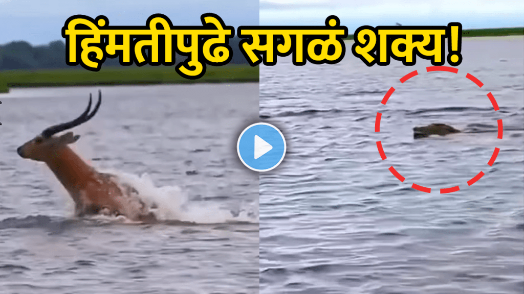 Animal Video viral antelope escape crocodile attack viral video of animal attack wildlife shocking video