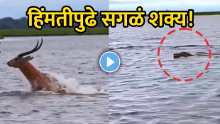 Animal Video viral antelope escape crocodile attack viral video of animal attack wildlife shocking video