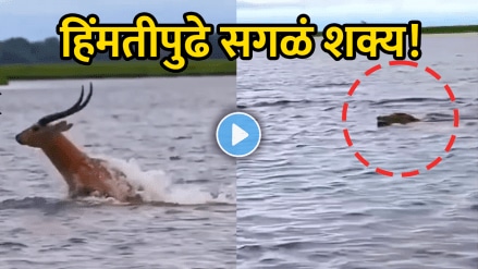 Animal Video viral antelope escape crocodile attack viral video of animal attack wildlife shocking video