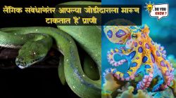 लैंगिक संबंधांनंतर आपल्या जोडीदाराला मारून टाकतात ‘हे’ प्राणी, वाचा नेमकं काय आहे कारण…