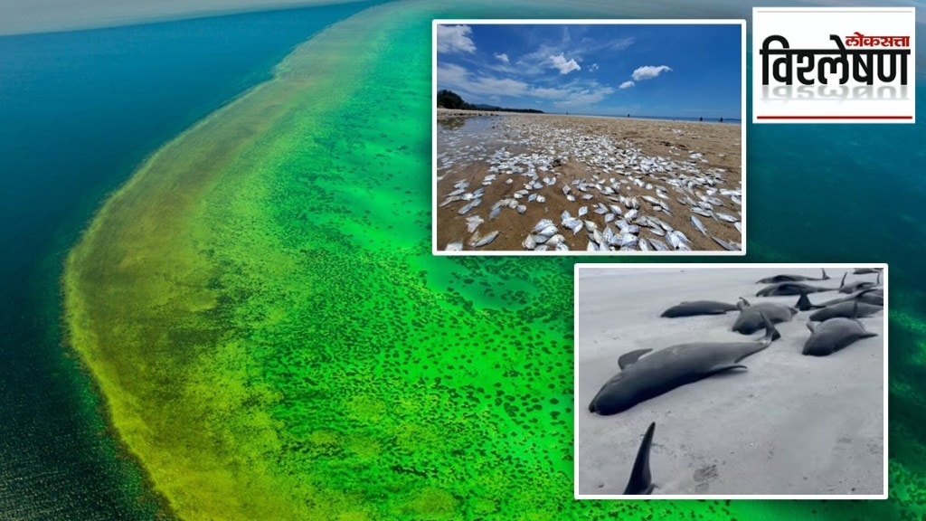 australia green sea