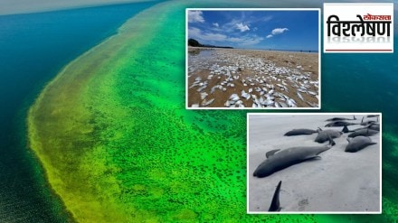 australia green sea