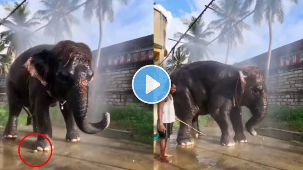 baby elephant video