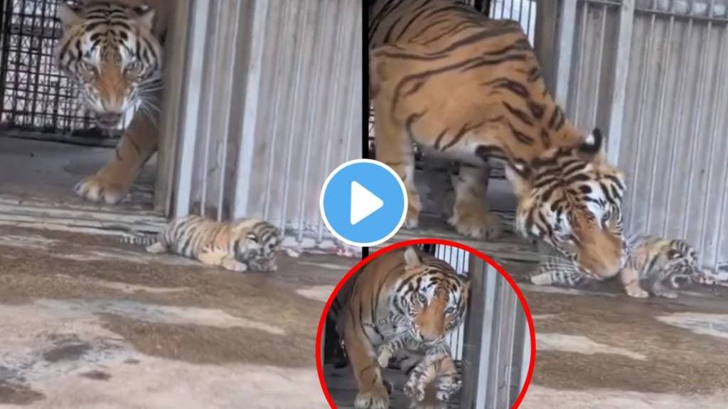 baby tiger pulled back by mother tigerss video