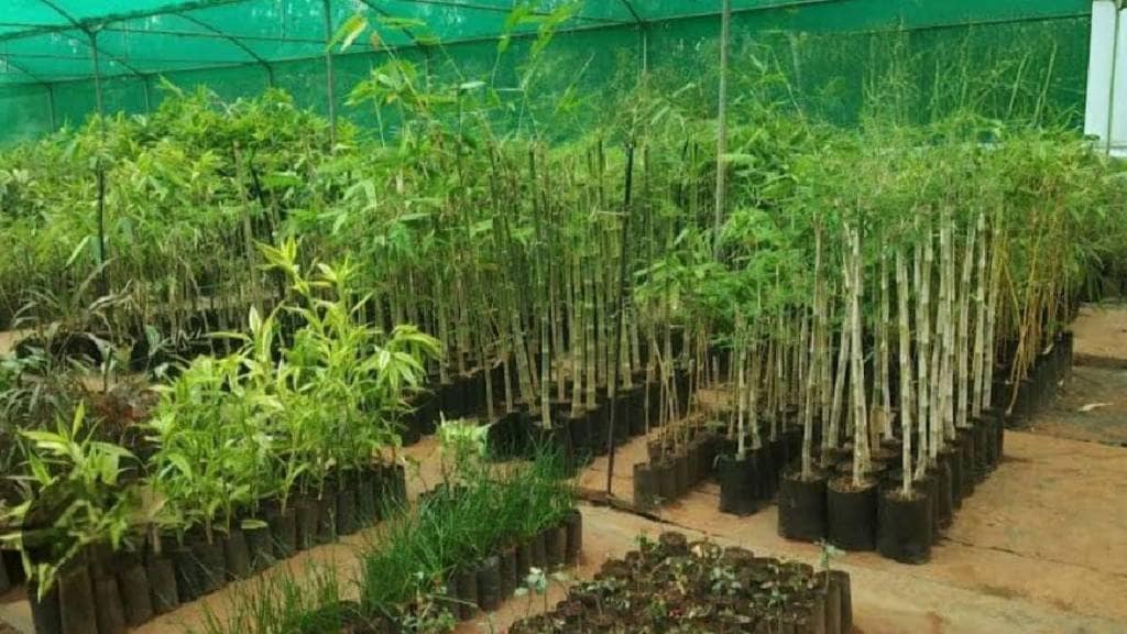 Agriculture Department plan to cultivate bamboo