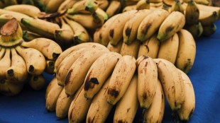 Bananas become expensive on the occasion of Ashadhi Ekadashi 2025 pune print news