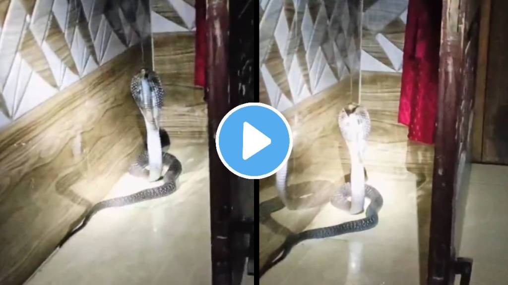 big king cobra rescue video