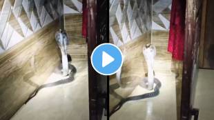 big king cobra rescue video