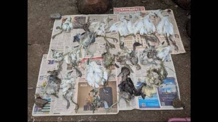 Case registered against the chairman and secretary of the housing complex in the case of bird death