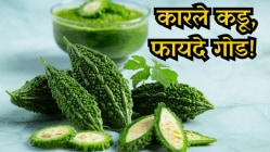 कारले कडू, फायदे गोड! कारल्याच्या बिया फेकण्याची चूक करू नका, तज्ज्ञांनी सांगितले कारण